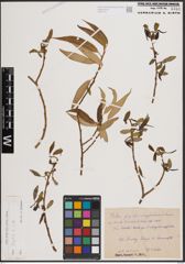 Foto von Salix fragilis L.